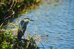 standing Night Heron