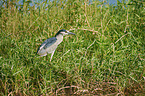 standing Night Heron