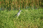 standing Night Heron