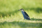 standing Night Heron