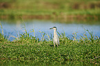 standing Night Heron