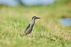 standing Night Heron