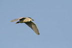 Night Heron
