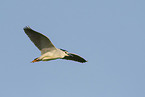Night Heron