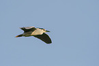 Night Heron