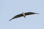 Night Heron
