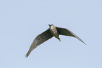Night Heron
