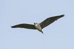 Night Heron
