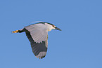 Night Heron