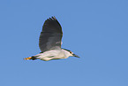 Night Heron