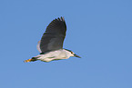 Night Heron
