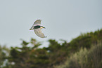 black-crowned night heron