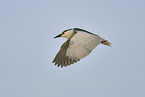 black-crowned night heron