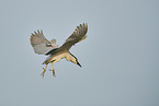 black-crowned night heron