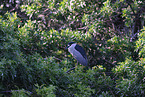 night heron
