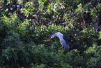 night heron