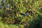 night heron