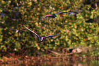 night heron