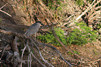 night heron