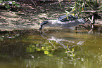 night heron