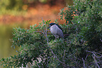 night heron