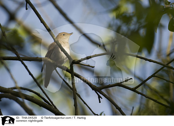 common nightingale / THA-04529