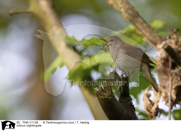 Nachtigall / rufous nightingale / THA-11136