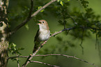 common nightingale