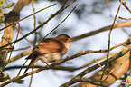 sitting Nightingale