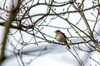 Nightingale sitting on branches