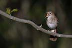 Nightingale sitting on branch