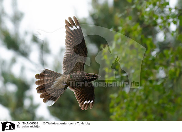 Europischer Ziegenmelker / Eurasian nightjar / THA-06562