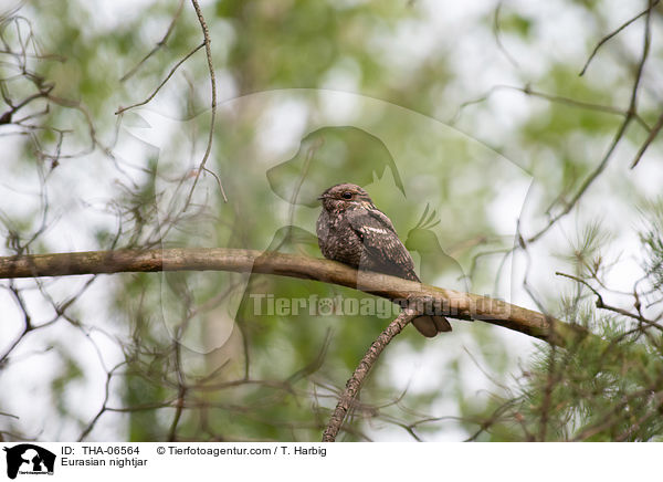 Europischer Ziegenmelker / Eurasian nightjar / THA-06564