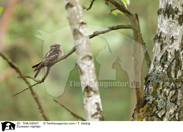 Europischer Ziegenmelker / Eurasian nightjar / THA-09547