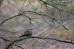 Eurasian nightjar