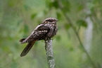 Eurasian nightjar