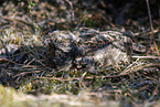 Eurasian nightjar