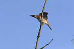 noisy friarbird sits on branch