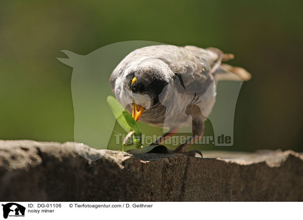 noisy miner / DG-01106