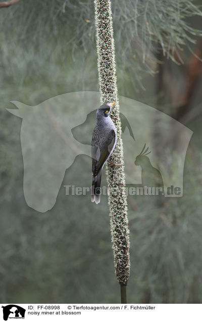 noisy miner at blossom / FF-08998