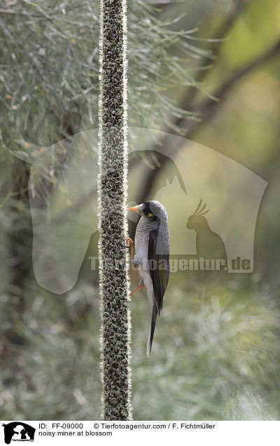 Weistirn-Schwatzvogel an Blte / noisy miner at blossom / FF-09000