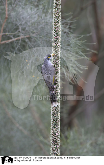 noisy miner at blossom / FF-09005