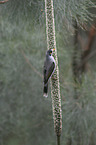 noisy miner at blossom