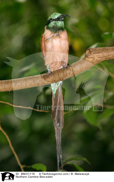 Northern Carmine Bee-eater / BM-01116