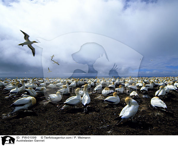 Australtlpel / Australasian Gannet / PW-01099