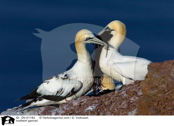 northern gannet / DV-01182