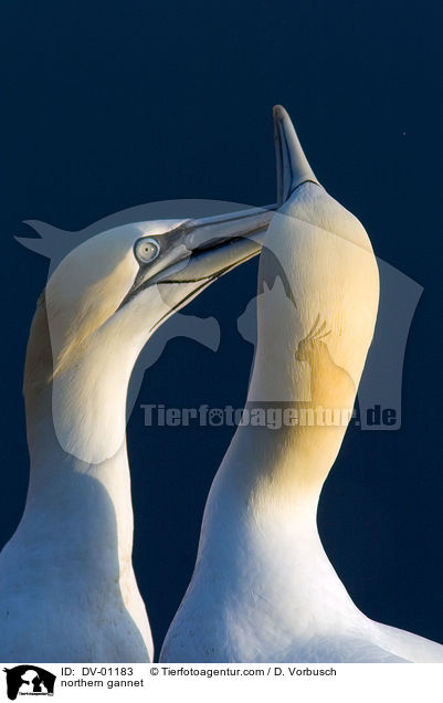 northern gannet / DV-01183