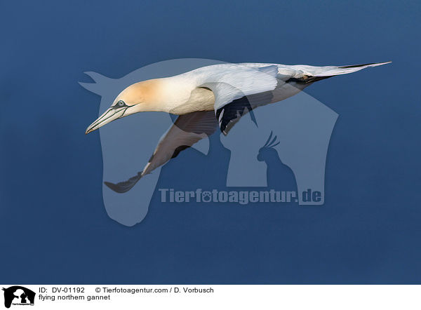 flying northern gannet / DV-01192