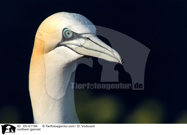 northern gannet / DV-01194