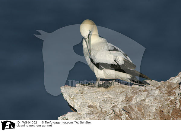 putzender Basstlpel / cleaning northern gannet / WS-01052